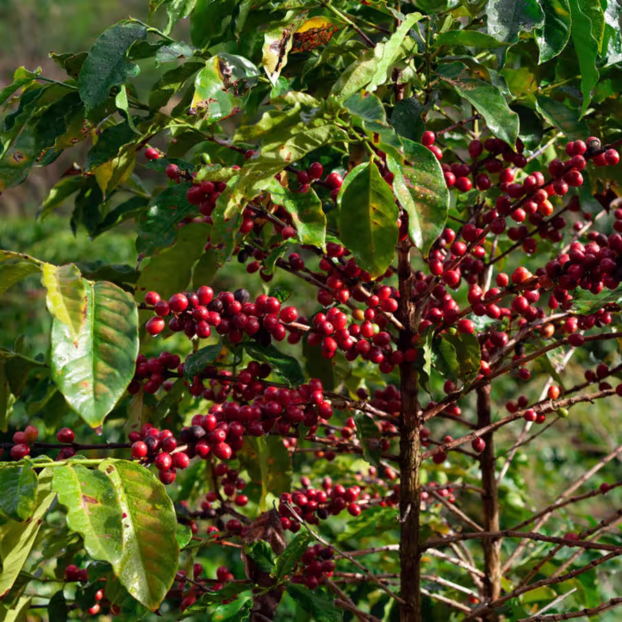 25 Cafe Terbaik di Jambi untuk Nongkrong Kerja dan Kulineran Estetik Tahun 2025